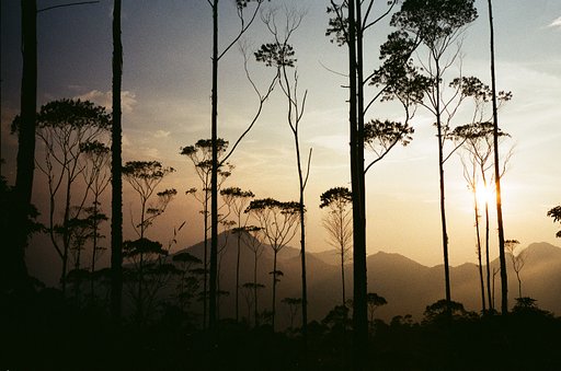Making a Moment: A View Through the Trees by @juniardigiugno