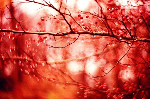 What does bokeh mean?