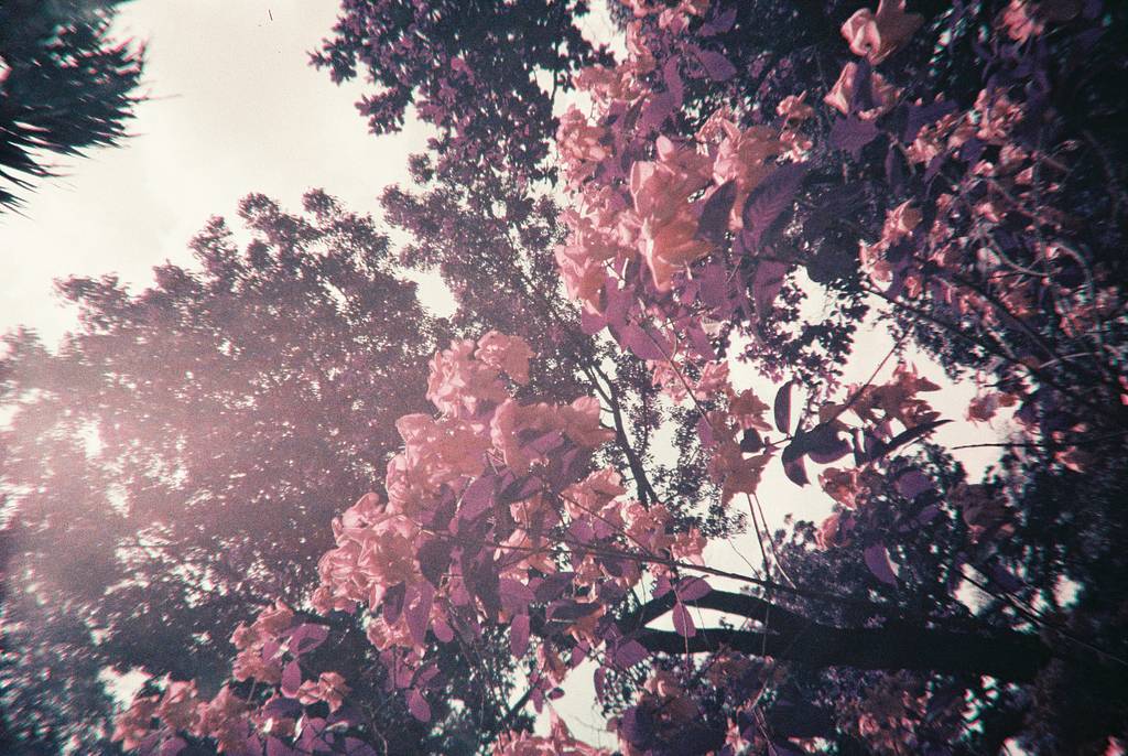 Reflections on Using Lomography Film For the First Time