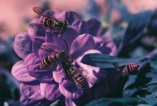 How to use color effectively in photography?