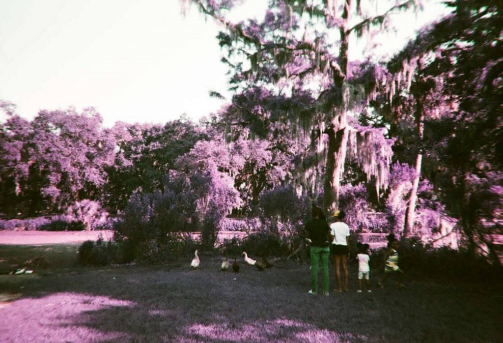 A Purple View of New Orleans with Julia Holcomb