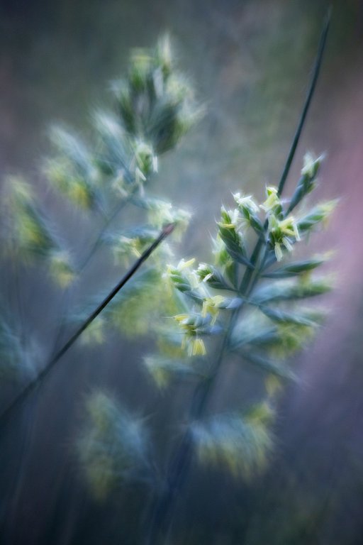 What is macro photography?
