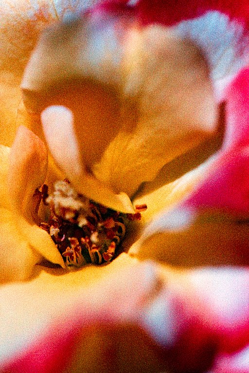 Macro photography with Antoin Huynh and the LomoChrome Color '92
