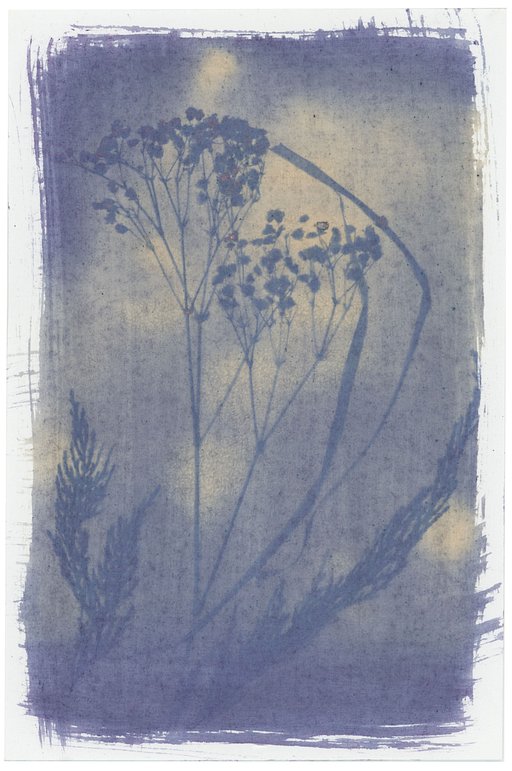 Alternative Printing Process: Anthotype 