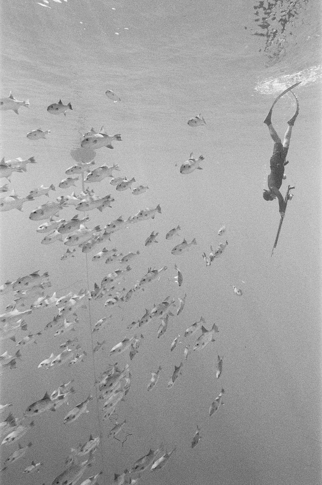 Freedive with Katharine Kollman and the Analogue Aqua Simple Use Camera