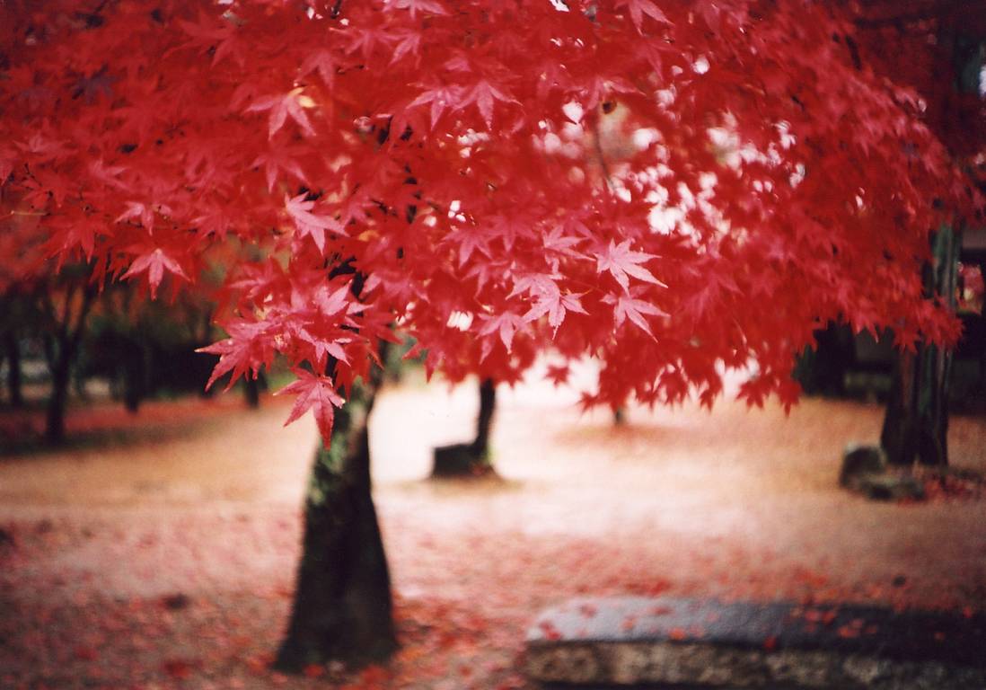 Fuji Superia 400 (35mm)